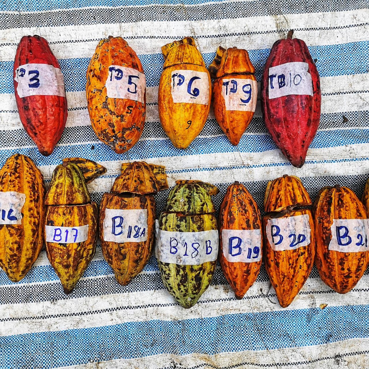 Grade I dried Mondulkiri cacao beans, close up