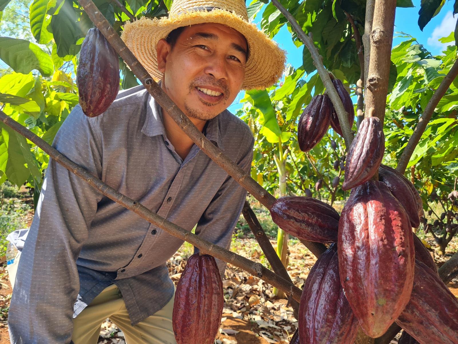 Ripe cacao pods on the tree at Kamkav Farm, Mondulkiri