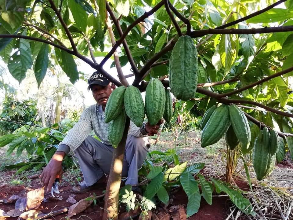 Selective cacao pod harvest